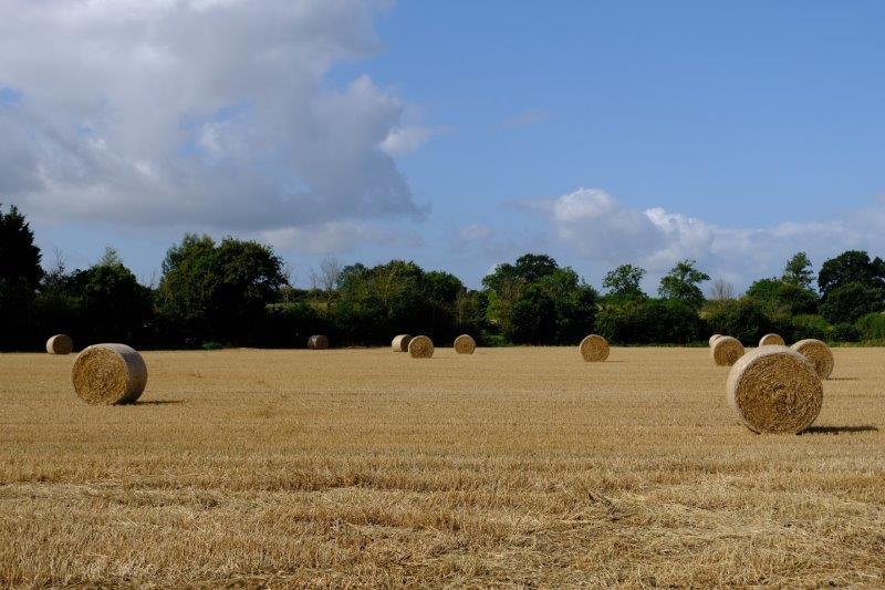 Straw awaiting colllection