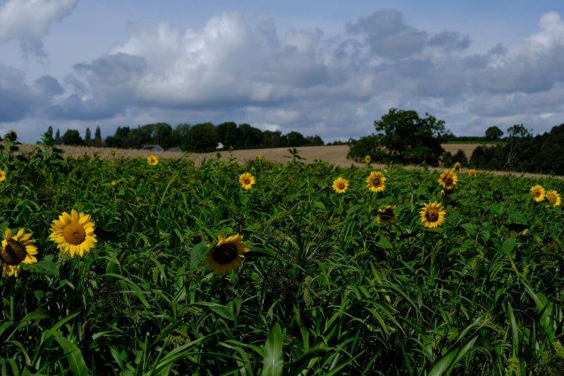With sunflowers in the fields