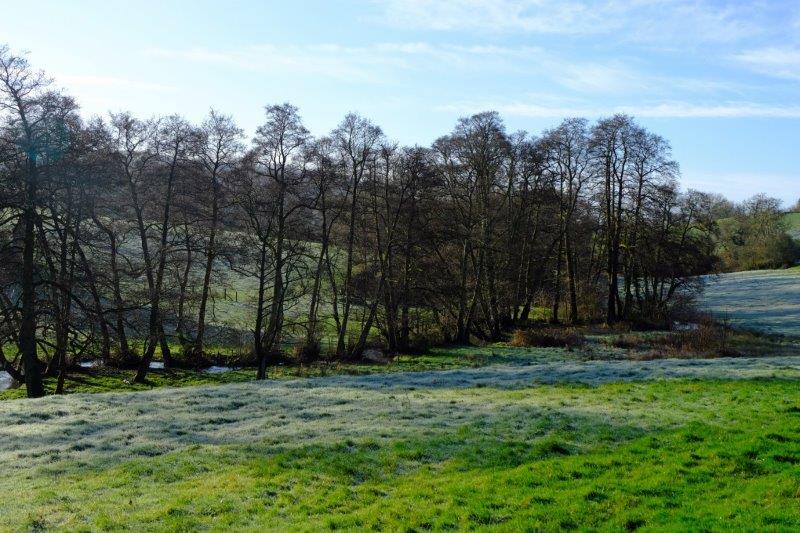 Frost lingering on along the banks of the Painswick Stream