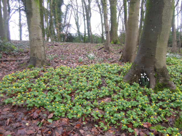 Aconites are a woodland flower and belong to the Ranunculaceae family