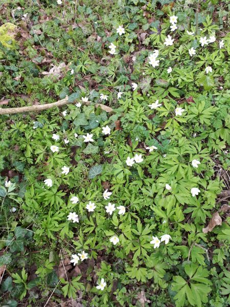 We are very lucky to be able to walk from the bungalow up a short path behind houses and into fields with many paths. Saw pretty anenomes, celandine and first wild garlic. No one told them not to come out!!!