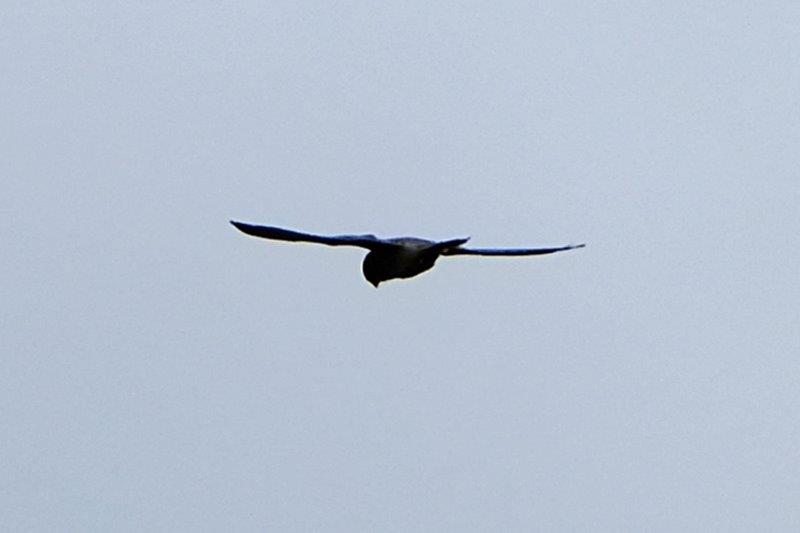 A kestrel flying overhead
