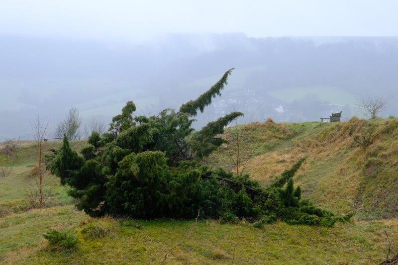 Juniper tree