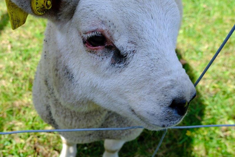 Come to say hello as I head down into Toadsmoor valley