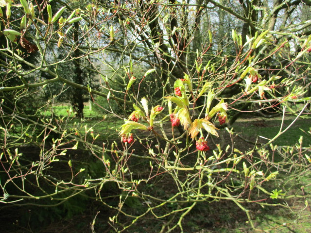 Some beautiful signs of Spring. Acer japonicum, Graham says