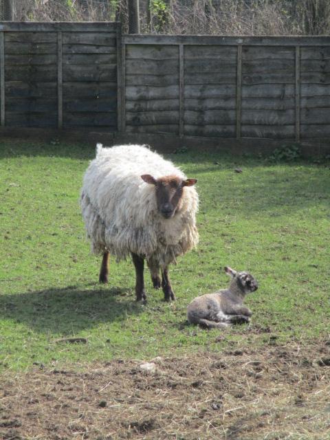 Lamb born yesterday, we're told (at a distance)