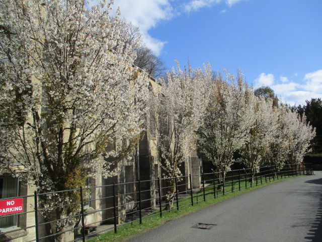 Flowering cherries (I think) by the Parish rooms. No-one is parking