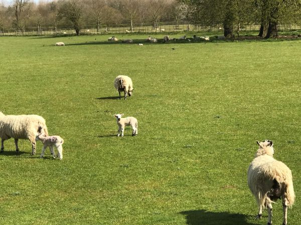 The sheepy scene is taken from the footpath that links Down Ampney to Latton..... loads of lambs!!!