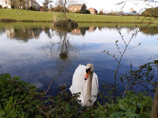 The Pond