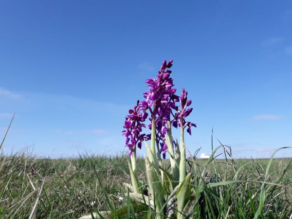 Just appearing on Minch Common