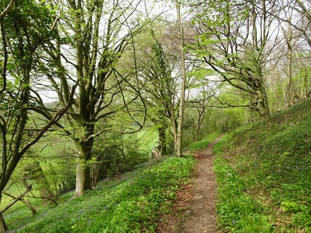 We drop down into the hanging Beech woods and head towards Owlpen