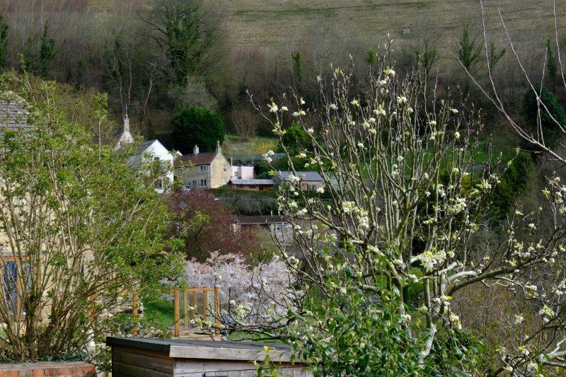 Blossom appearing