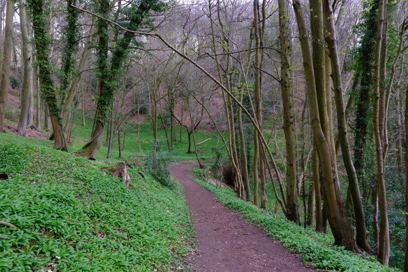 Wild garlic everywhere