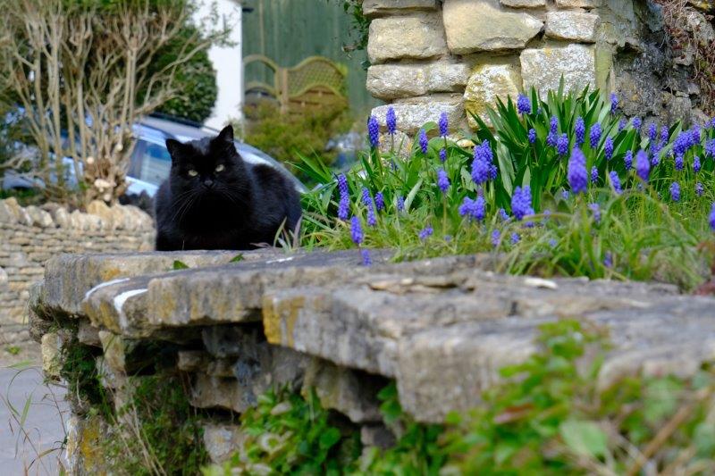 I've got my beady eyes on you (Seriously worried about you, Richard, that's 2 lots of photos with a cat in -Sally)