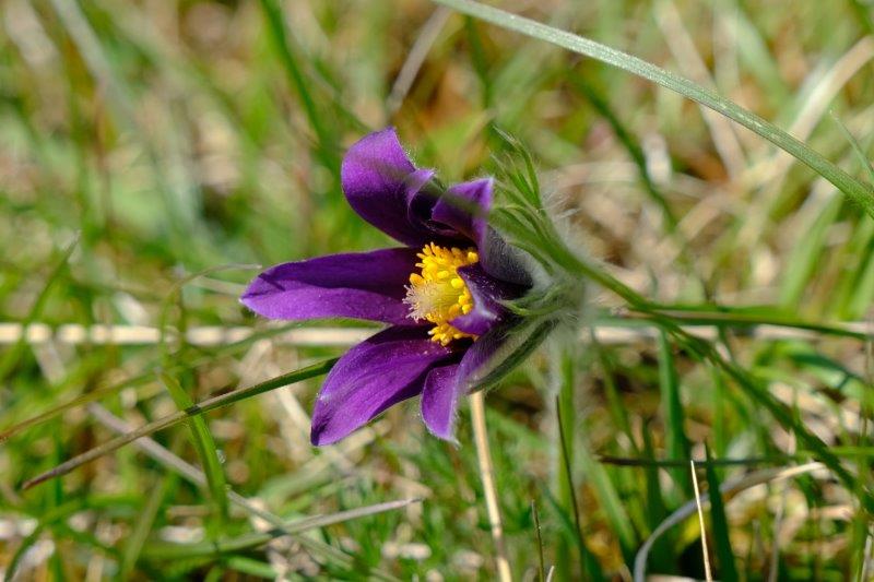 Another pasque flower - that makes two