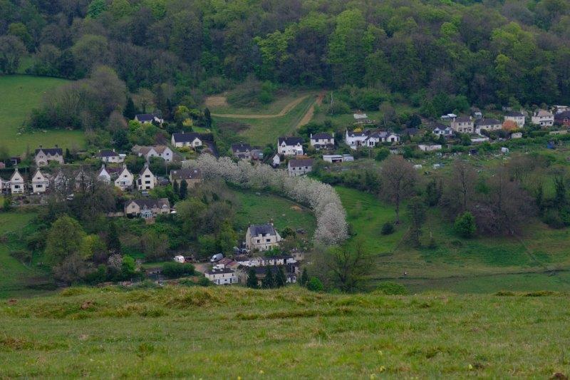 And down in the valley a row of blossoming trees stand out