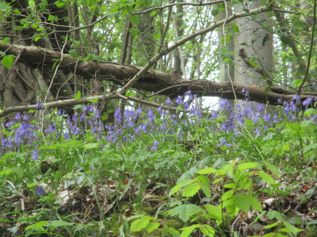 View of bluebells from the sunken lane