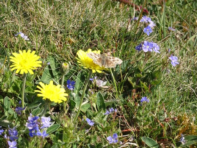 The warden was out looking for Dingy Skipper butterflies and we think this is one