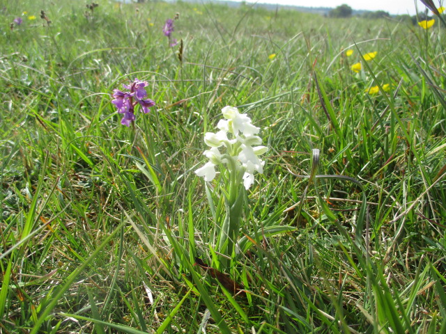 A White Early Purple