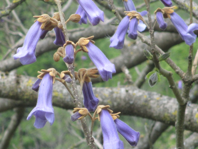 Then near Bismore we see this amazing tree in the field. What is it? (Sue J used her new app to discover it is an Empress Tree, a species of the Foxglove tree. Karen also found out what it was)