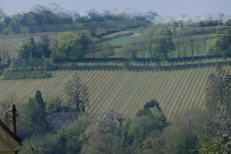 A vineyard across the valley