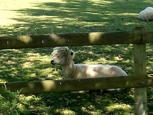 The Cotswold Lions have had a hair cut!