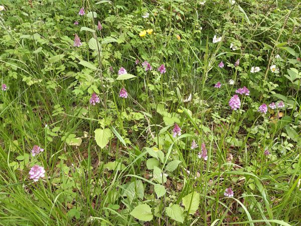 Lots of Pyramidal orchids at Cranham