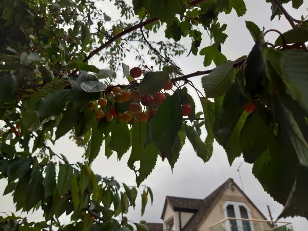 Ripe cherries hanging over the metal gate at Callowell