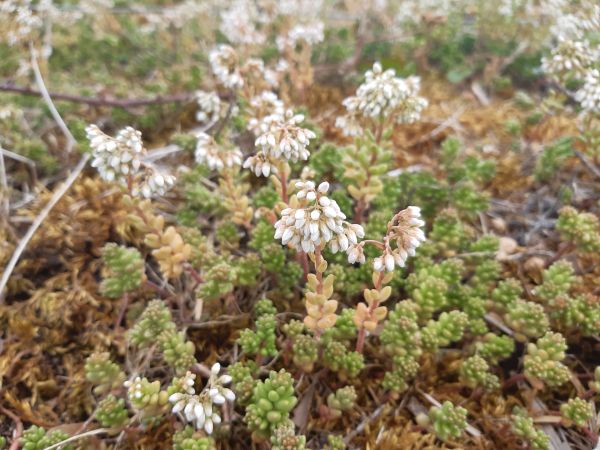 English Stonecrop