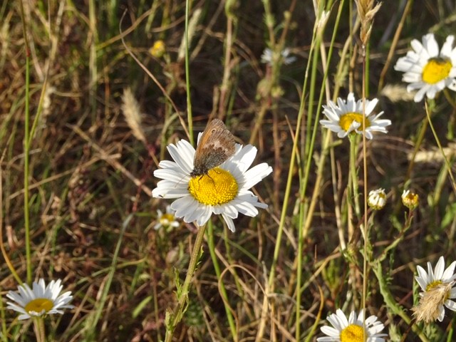 Through Coaley Wood up onto Uley Bury where this Small Heath Butterfly was on the Moon Daisy