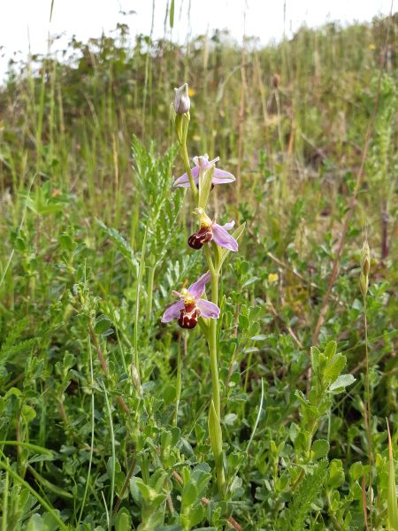 Bee orchid