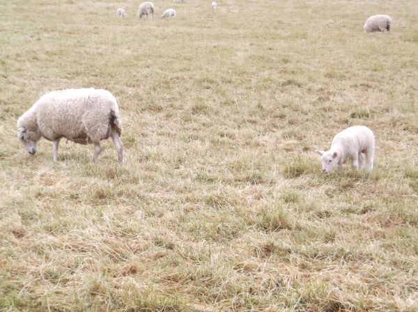 Some local sheep munching on the sorry looking brown grass.