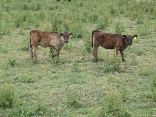 some calves posing for the camera