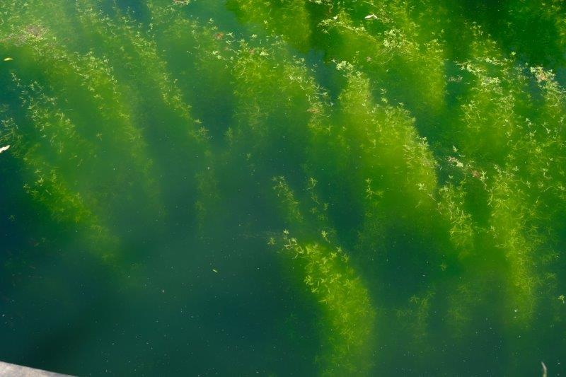 Plants growing in the canal