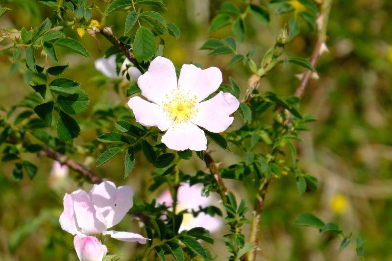 Dog rose