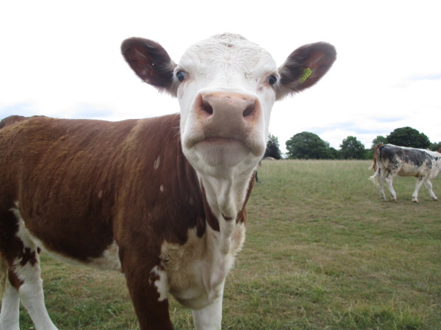 Not sure who is more surprised, the cow