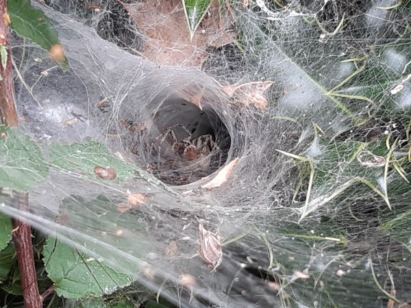 Spotted this spider in the hedge waiting to pounce on some unsuspecting insect