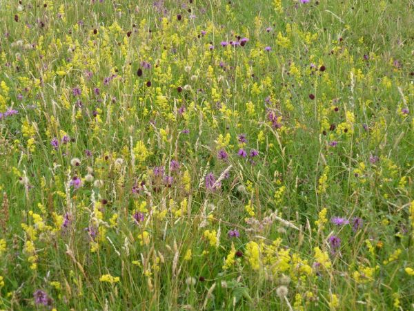 The photographs show flowers such as great burnet, ladies bedstraw, betony, knapweed and many others.