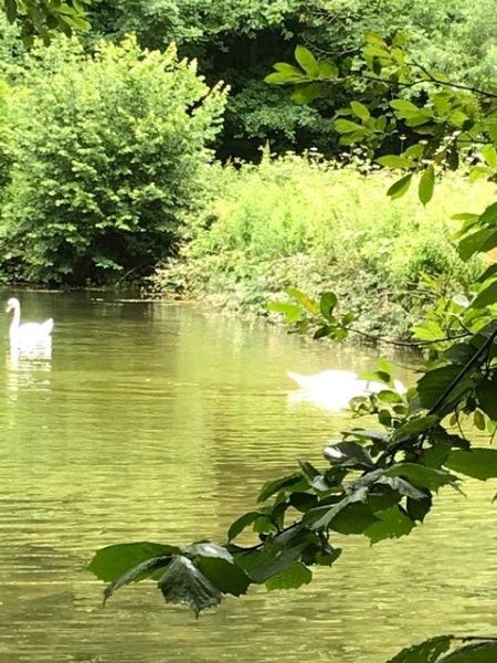 Swans don’t mind rain