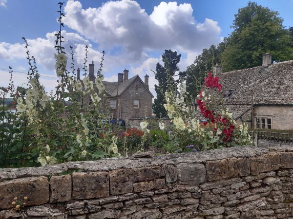 Hollyhocks beside the wall