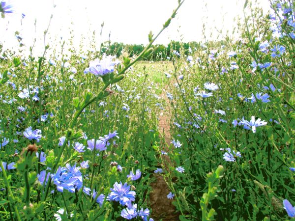 A wall of chicory