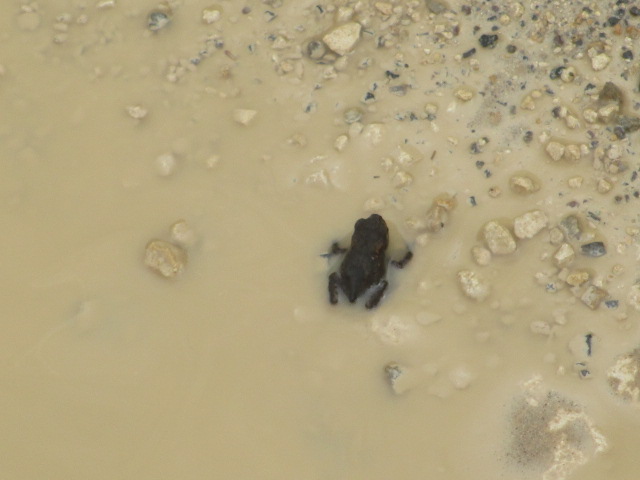 Small frog doing breast stroke in a puddle