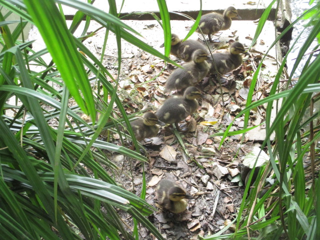 Mother Duck eventually gets them in to the water