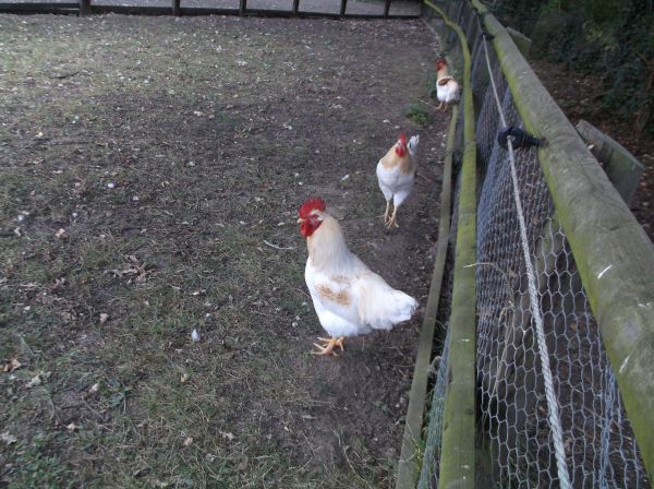 Some local chickens.