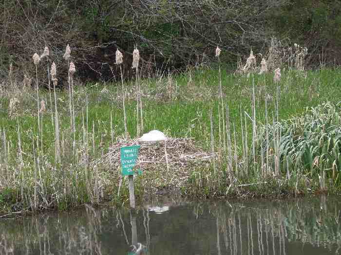 And along the canal, spotting a high swan's nest