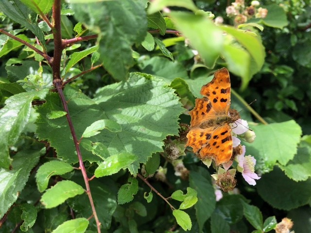 Comma butterfly posses on the bramble