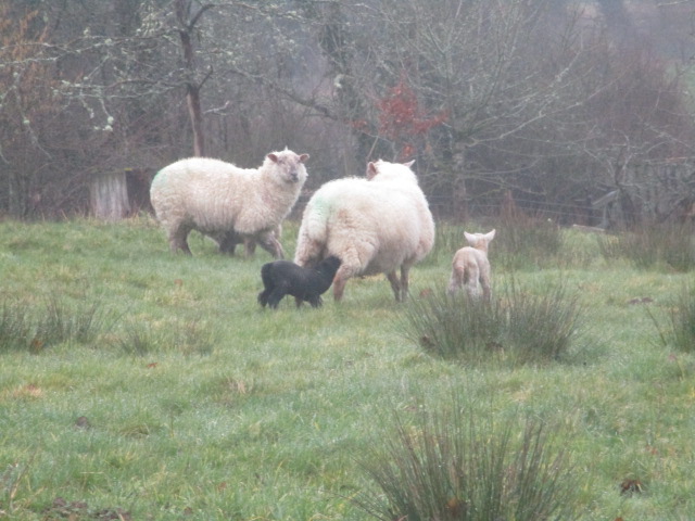 But these are REAL animals, and the first lambs most of us have seen this year, so a long delay to admire them