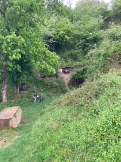 Goats sheltering under the bank