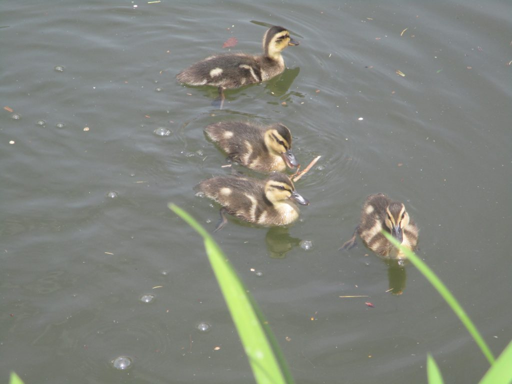 Ducklings