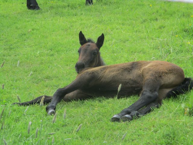 Young foal